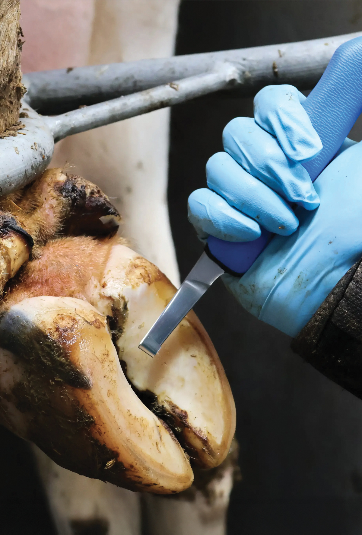 İneklerde tırnak kesimi ve takozlama ipuçları