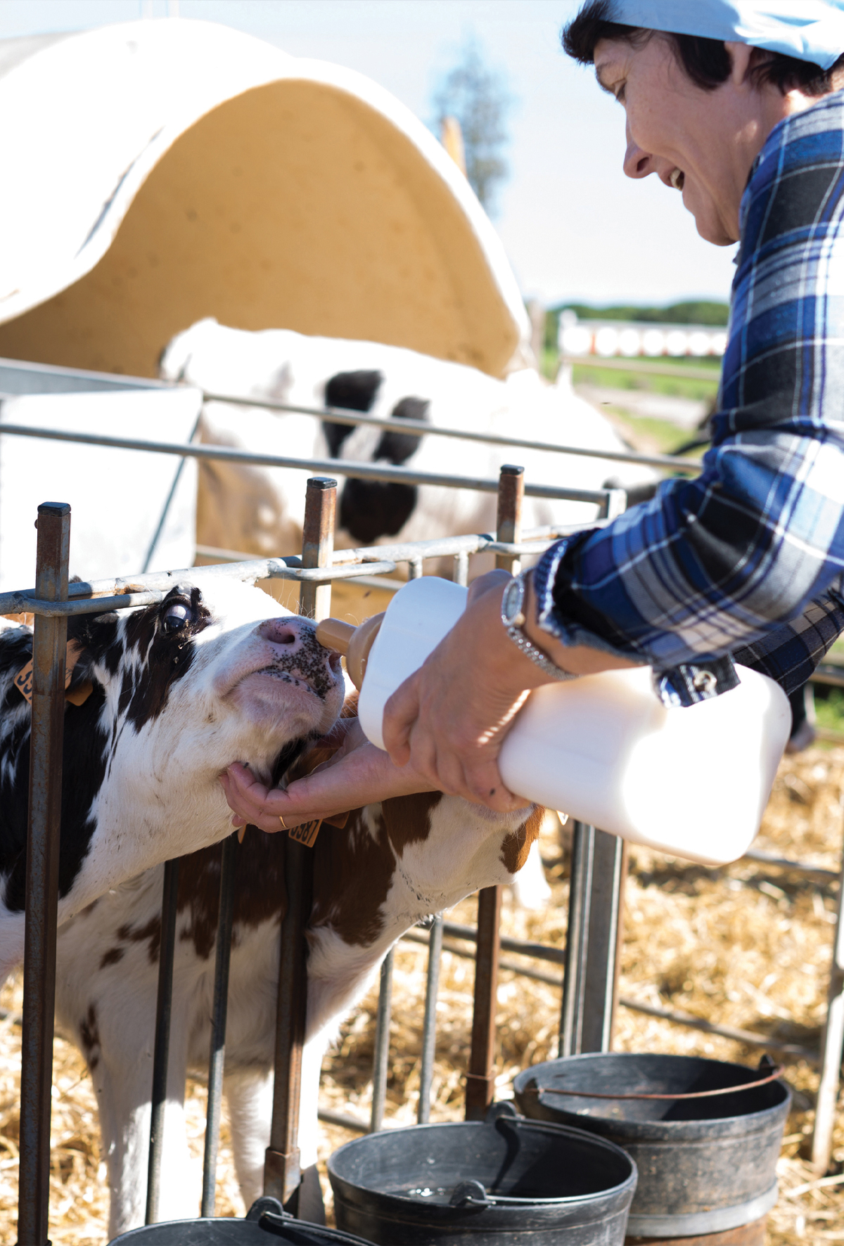 Süt buzağı beslemesi ve maliyet yönetimi