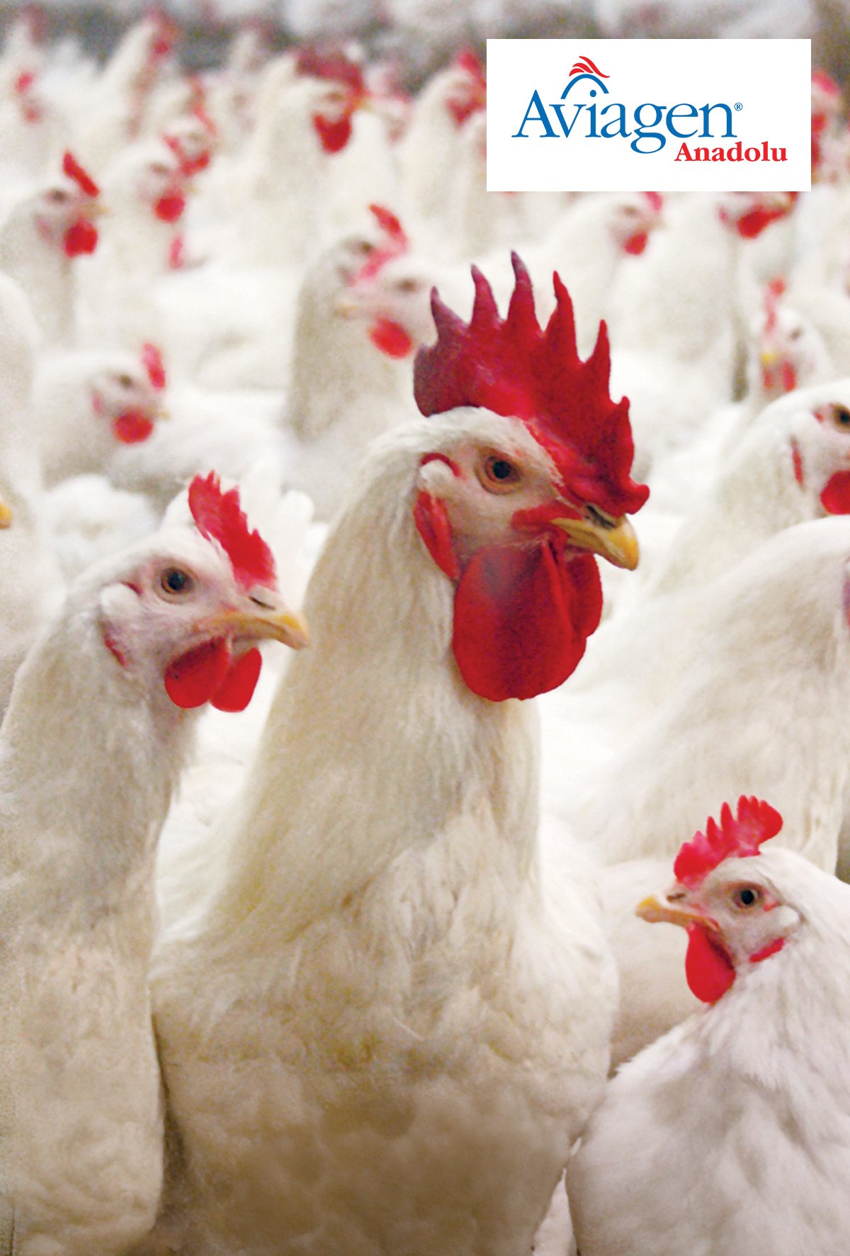 Doğru yönetim, horozlarda ayak sağlığının temeli