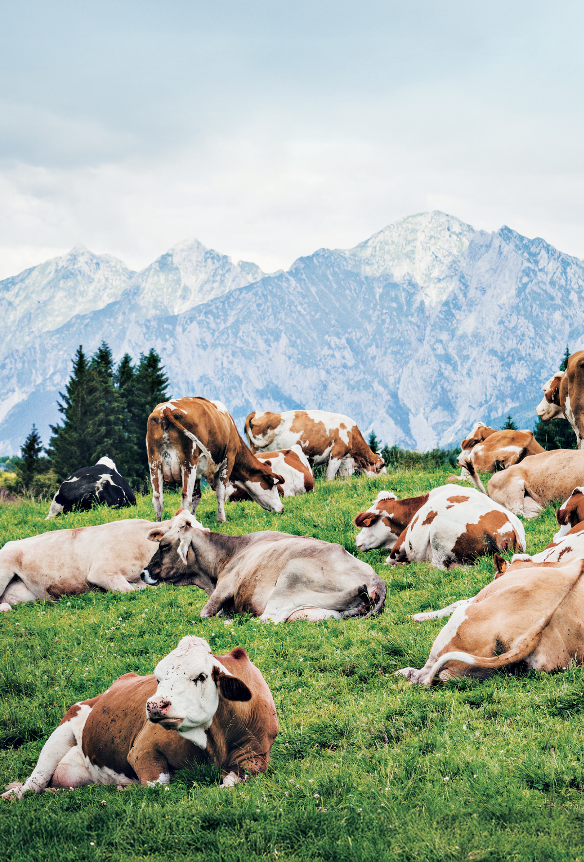 Çiftlik hayvanlarının küresel ekonomik değerine yaklaşmak