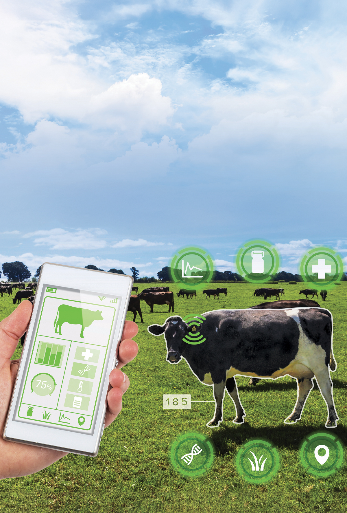 Modern çiftçilik: Süt inekleri için tanımlama teknolojileri