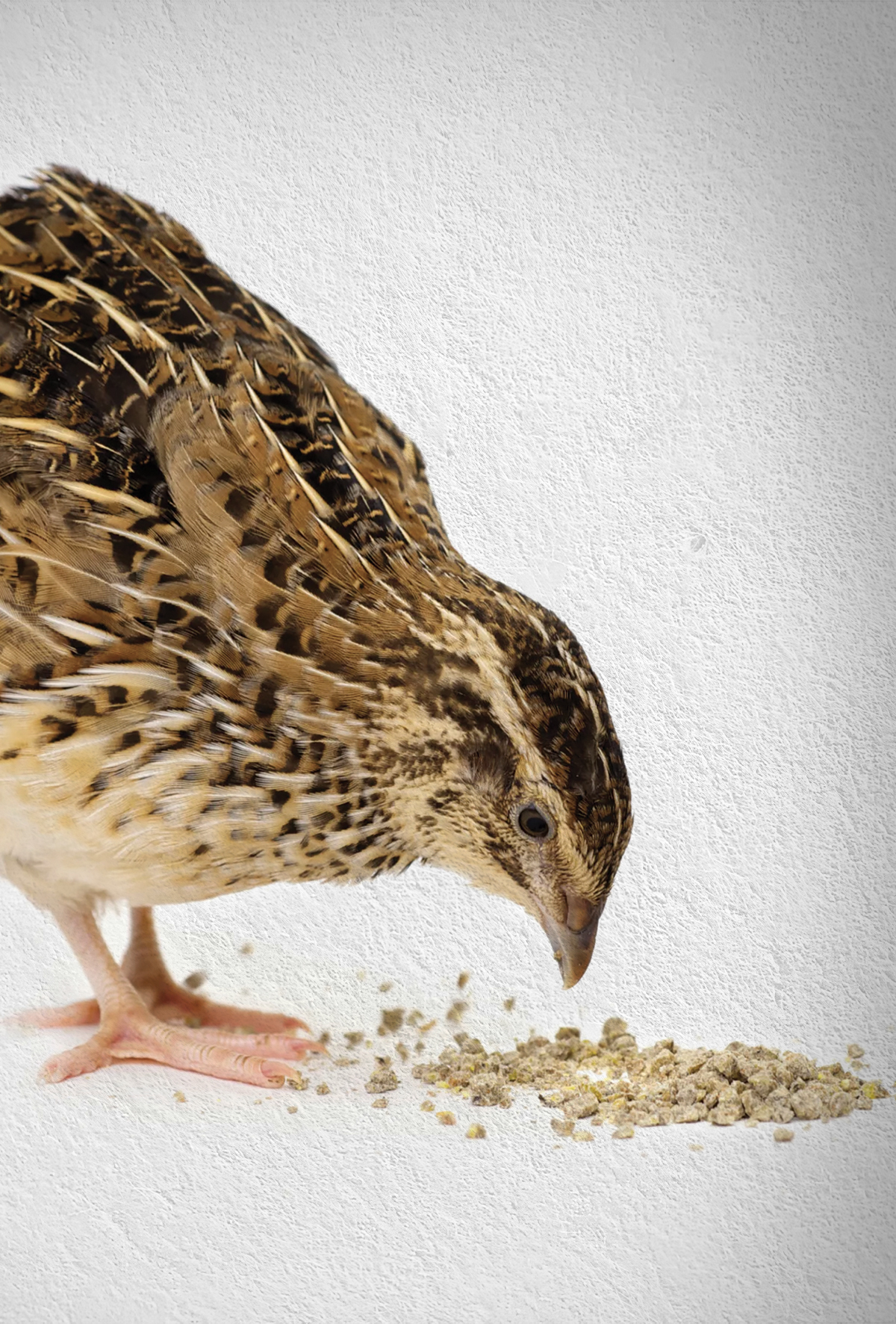 Bıldırcınlarda siyah asker sineği larvaları umut veriyor