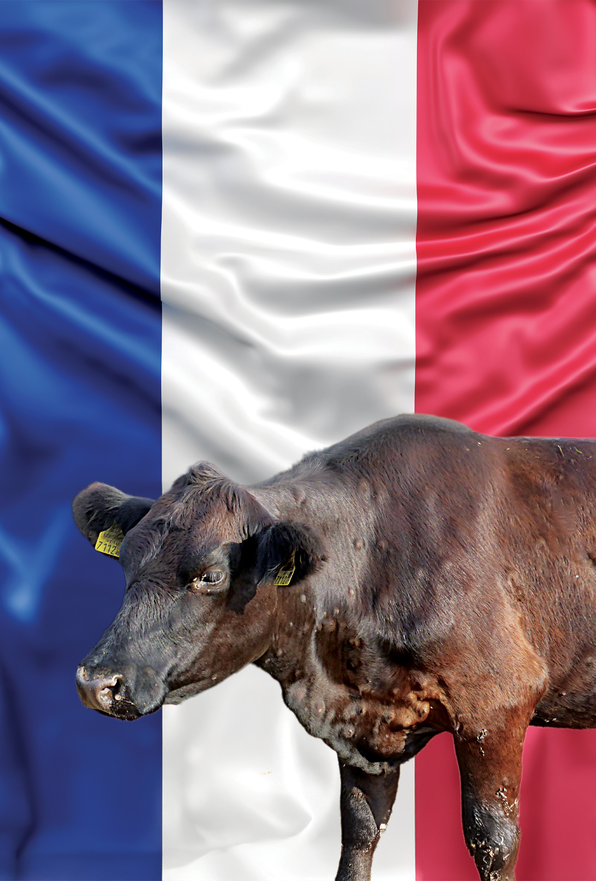 Yumrulu deri hastalığı Avrupa’da ilk kez görüldü