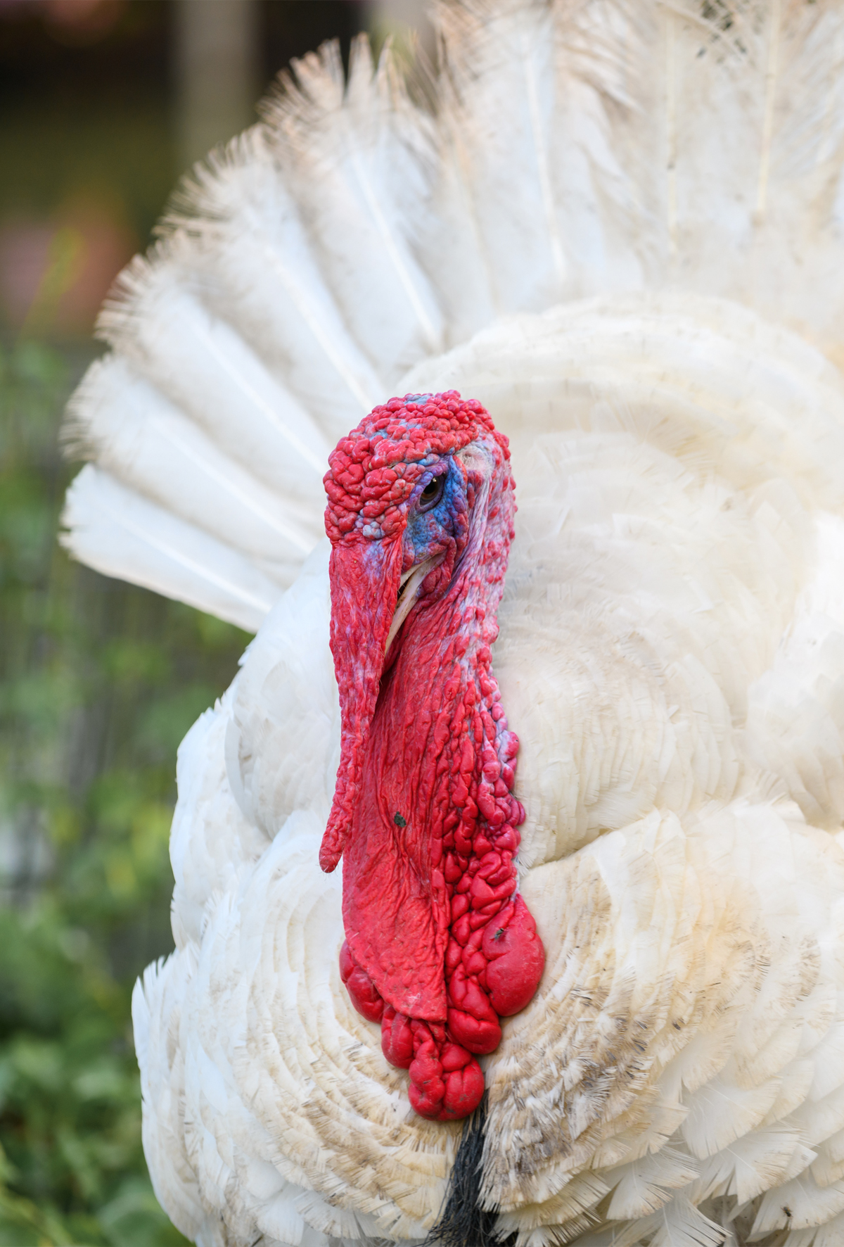 Yerli hindi ırkı için milli atılım başladı