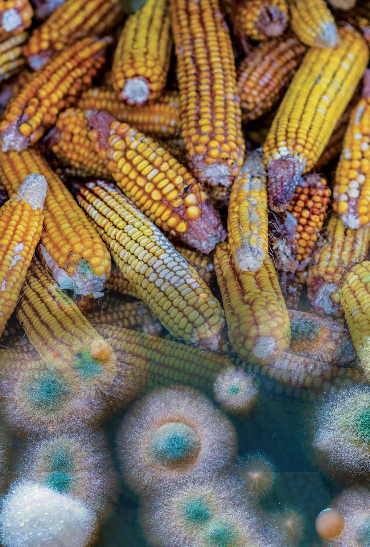 Mikotoksinin olmadığı bir dünya için çözüm nedir?