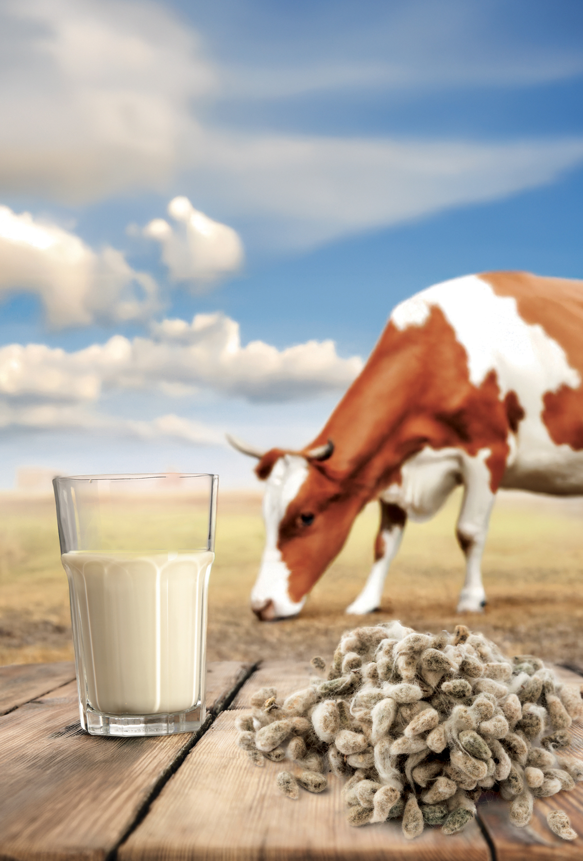 Pamuk tohumu ile süt yağı artışı mümkün