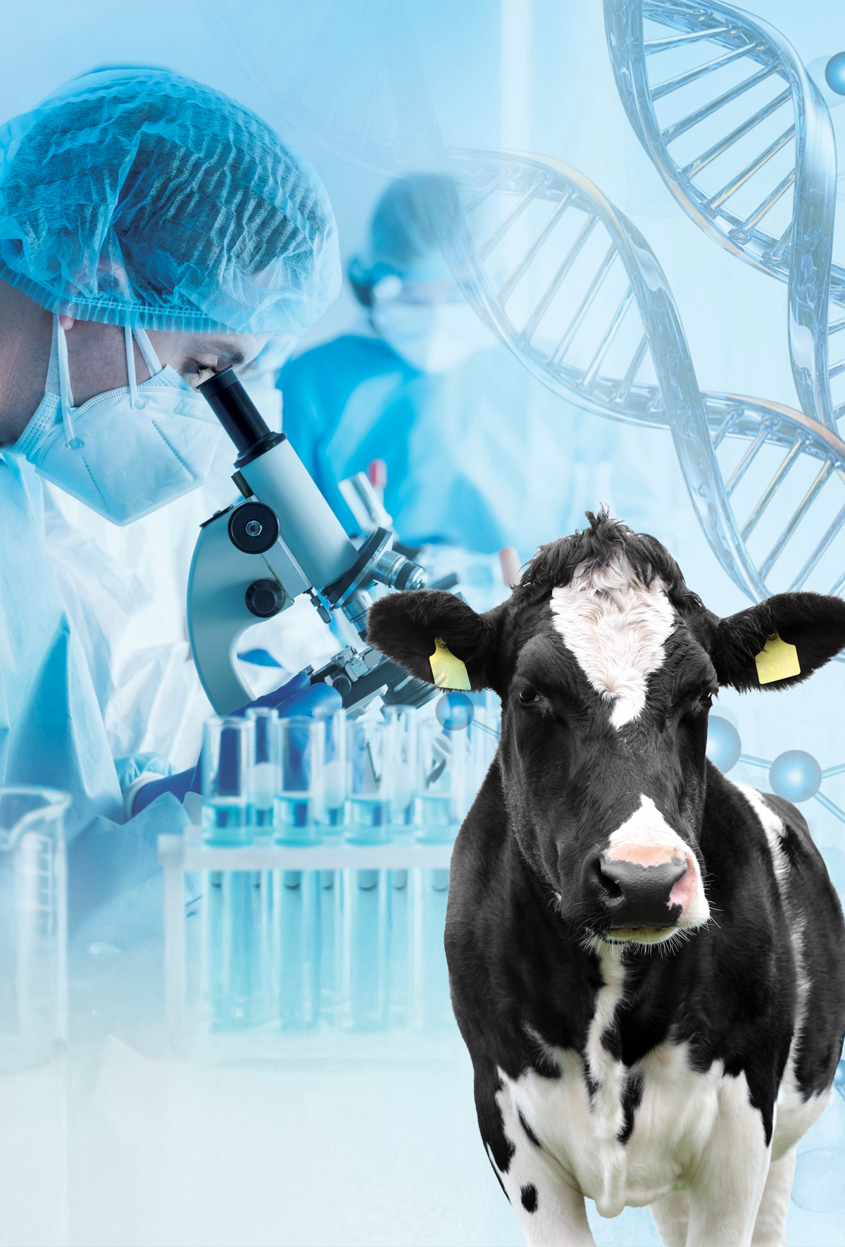 Süt protein polimorfizmi ile genetik yapının ve potansiyelin geliştirmesi