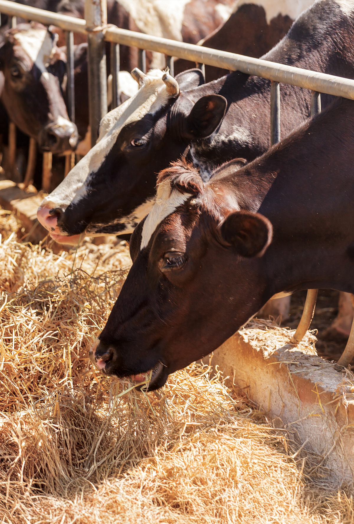  Yem stratejisi yolu ile mastitis mücadelesi 