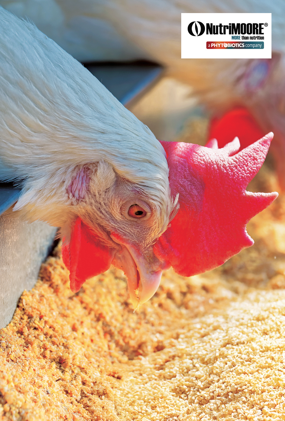 Enflamasyon sindirim sistemi kapasitesini neden sınırlandırır?