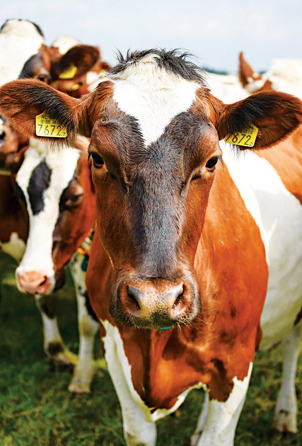 Türkiye, hayvan sayısında Avrupa’nın lideri oldu