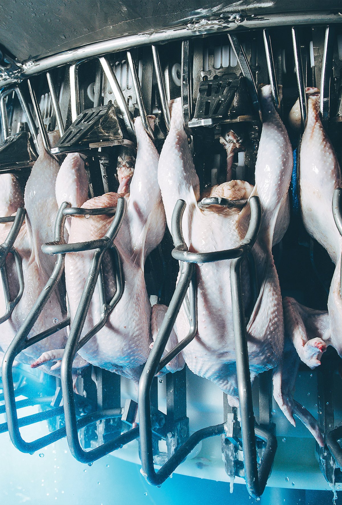 Tavuk parçalarında maksimum kâr