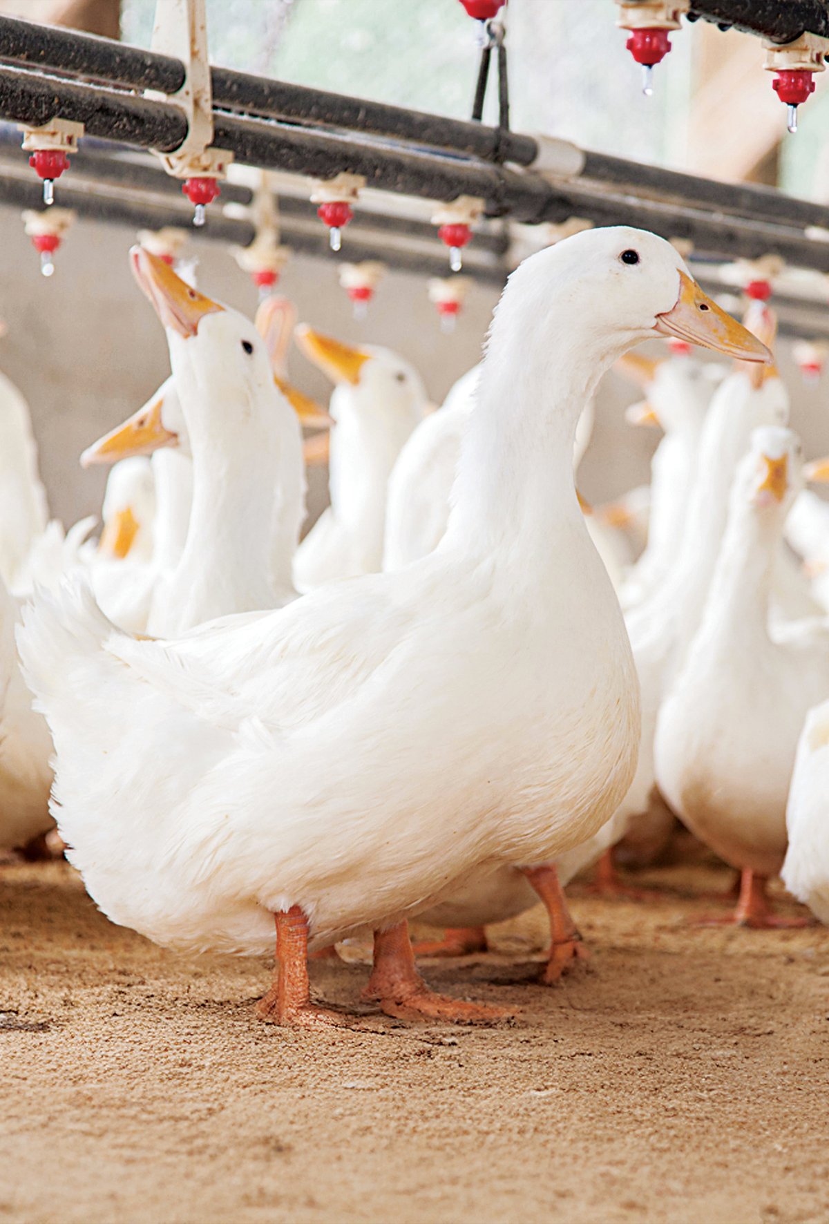 Ördek yetiştiriciliğinde yeni dönem başlıyor