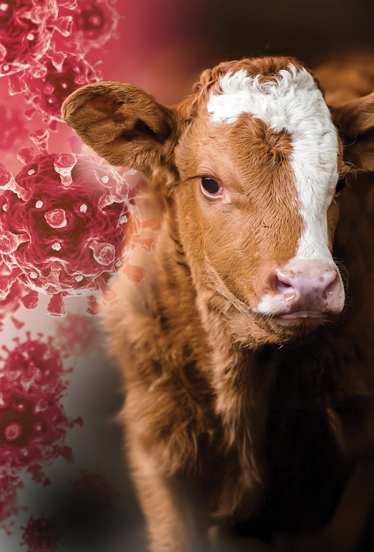 Buzağılarda sığır koronavirüs tehlikesi