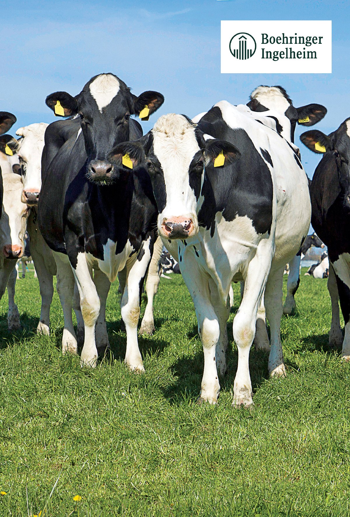 Türkiye’de BVD’nin sessiz etkileri ve Bovela’nın rolü