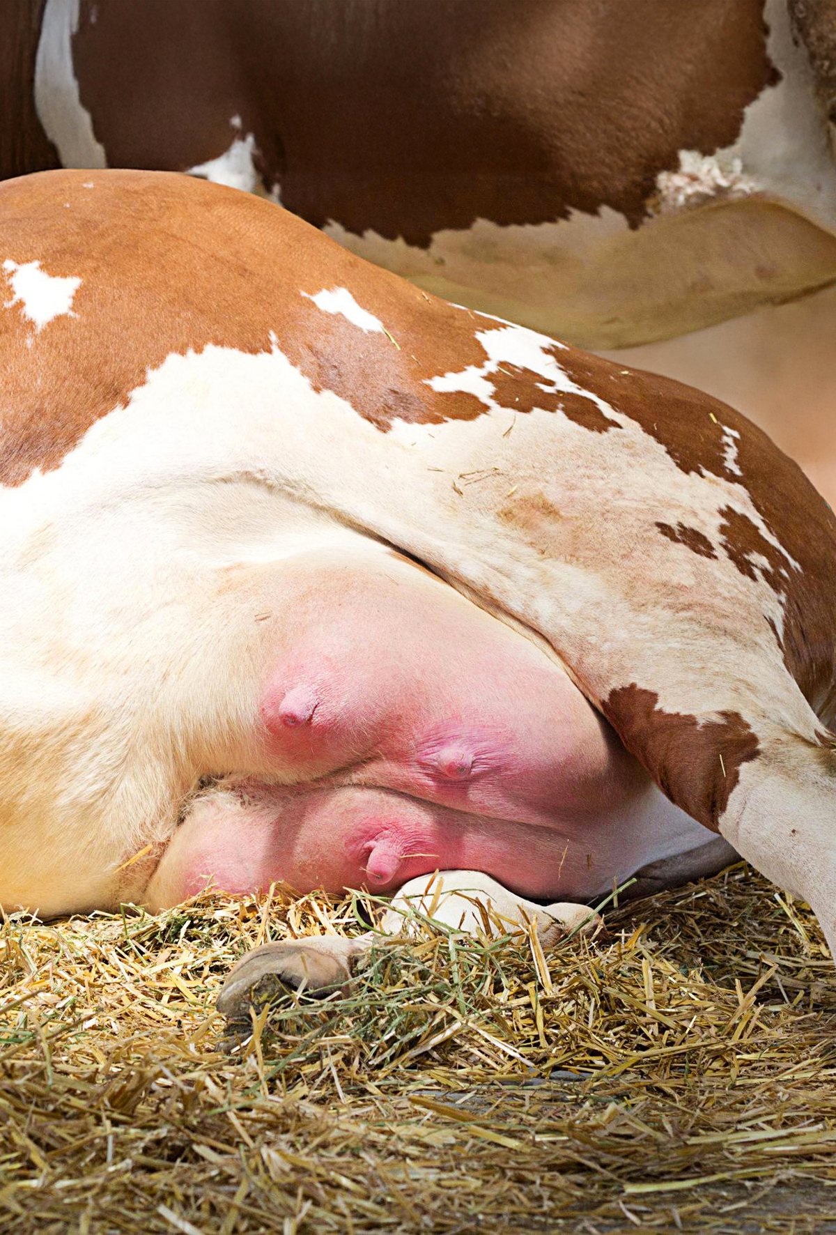 Sürü sağlığına ciddi tehdit: Mikoplazma mastitisi