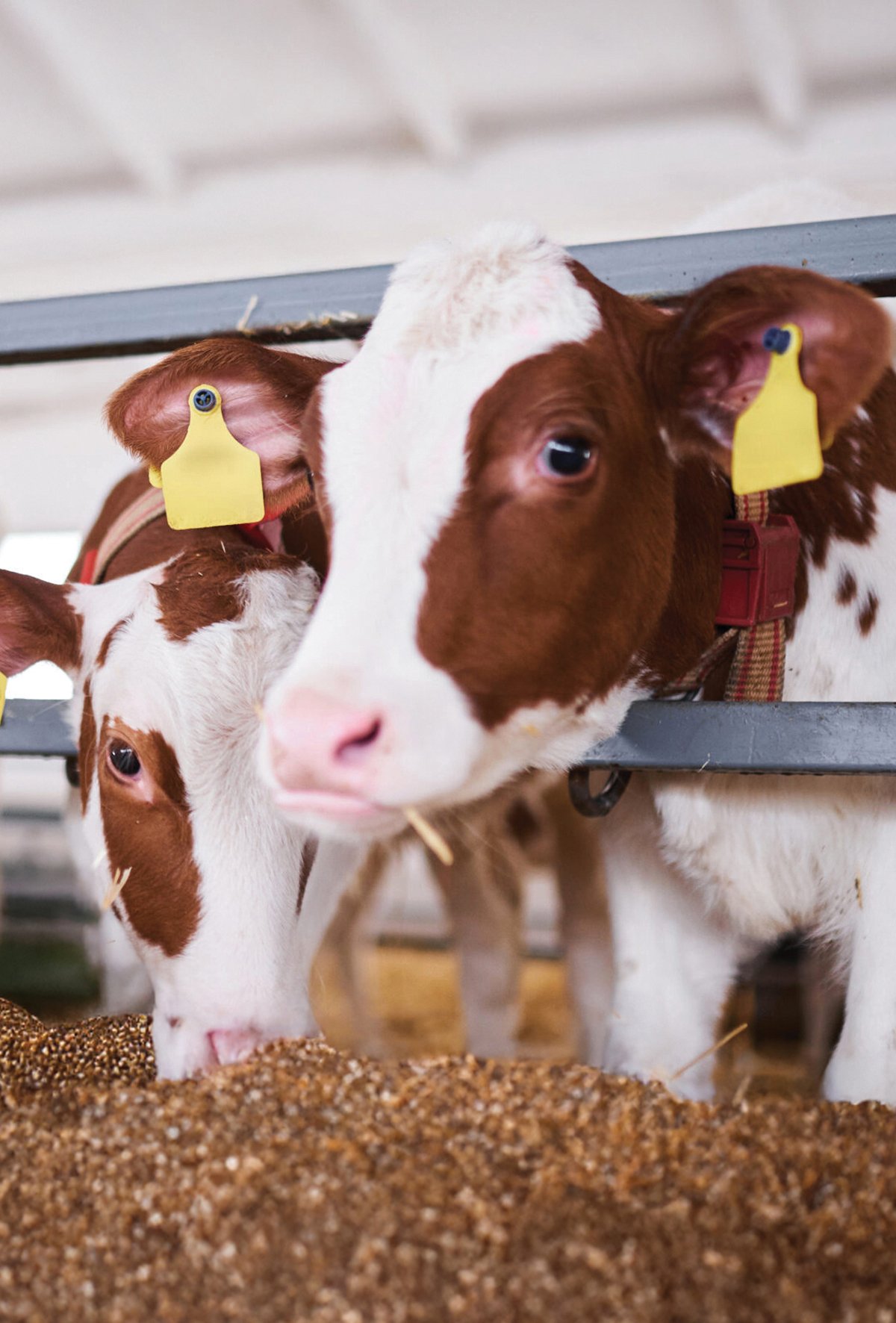 Grafen oksit ve mikotoksinler