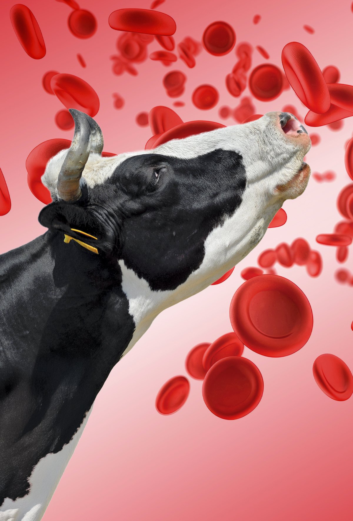 Sığırlarda hemolizinkan biyokimyası profilleri üzerine etkisi