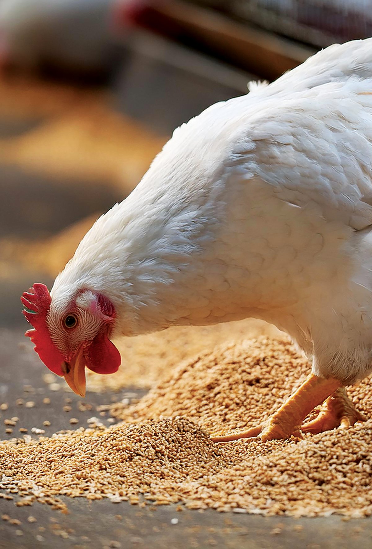 Kanatlılarda barsak mikroflorası sağlığı