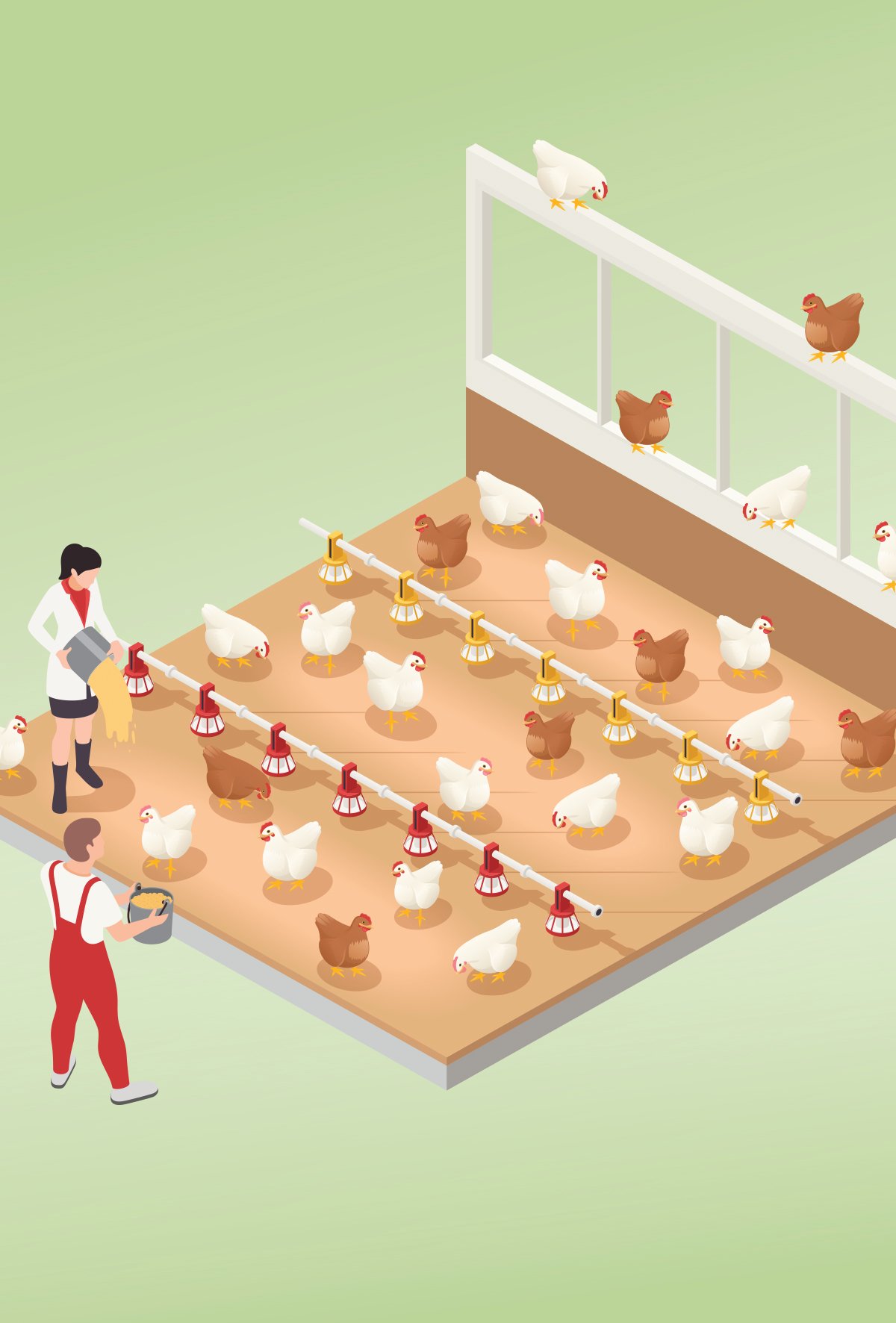 Broylerlerde yem alımı nasıl artırılır?