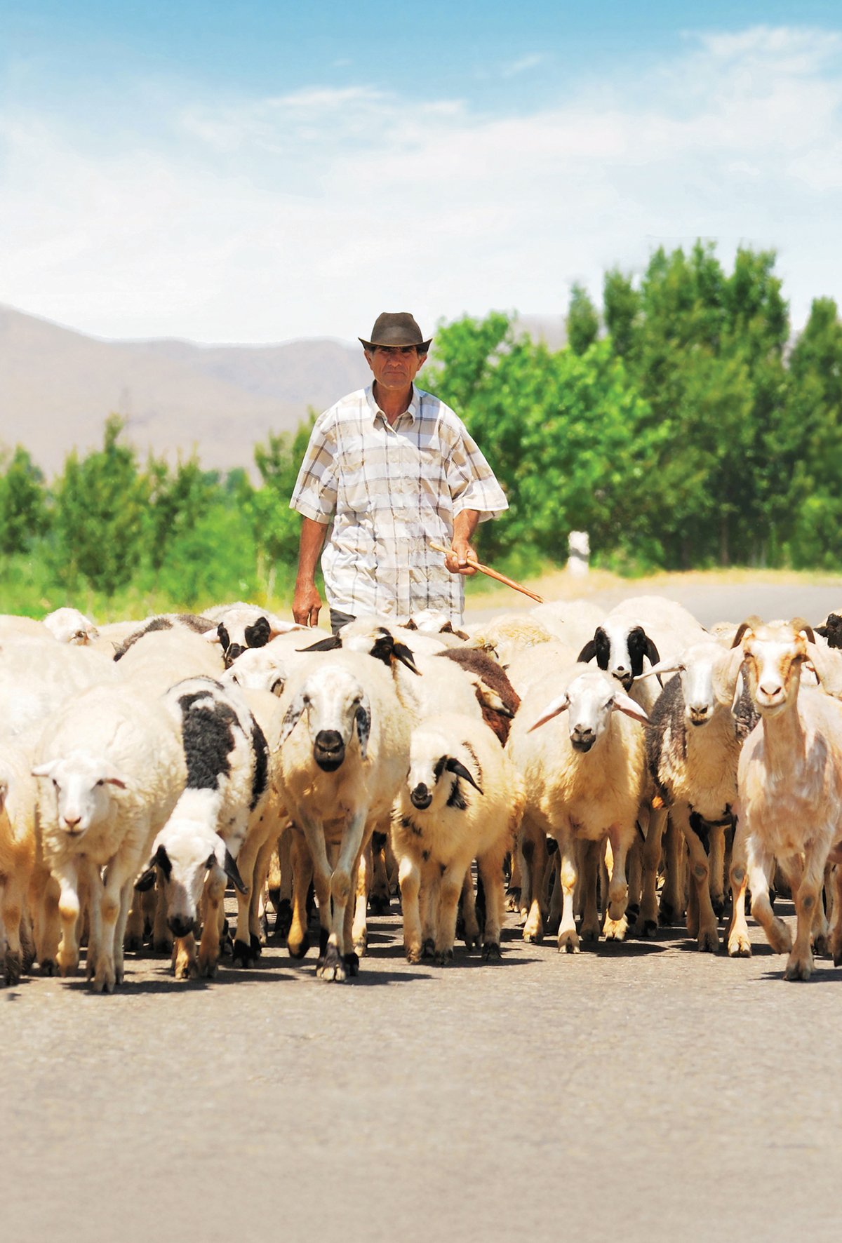 Koyunlarda sezon dışı alternatif yetiştiricilik 