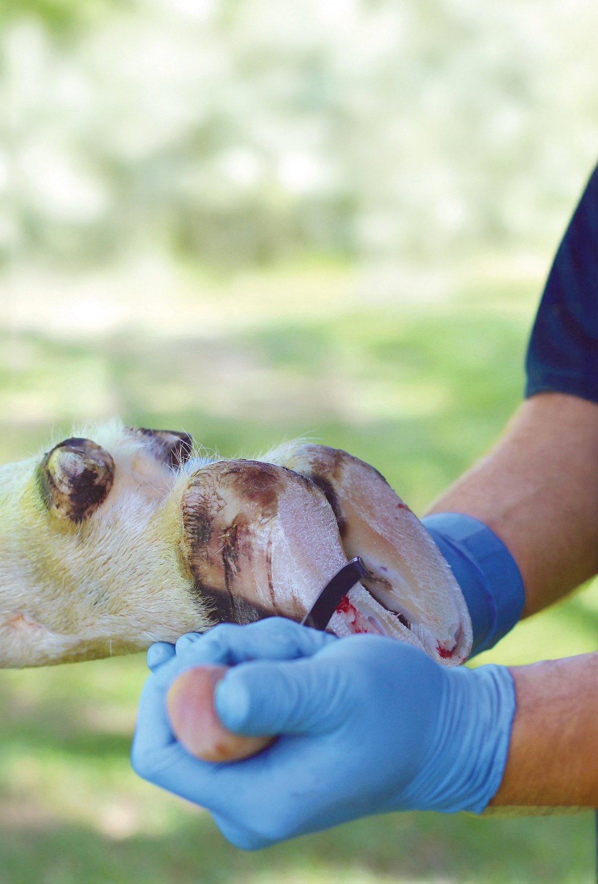 Besi hayvanlarında dikkatler tırnak apselerinin üzerinde!