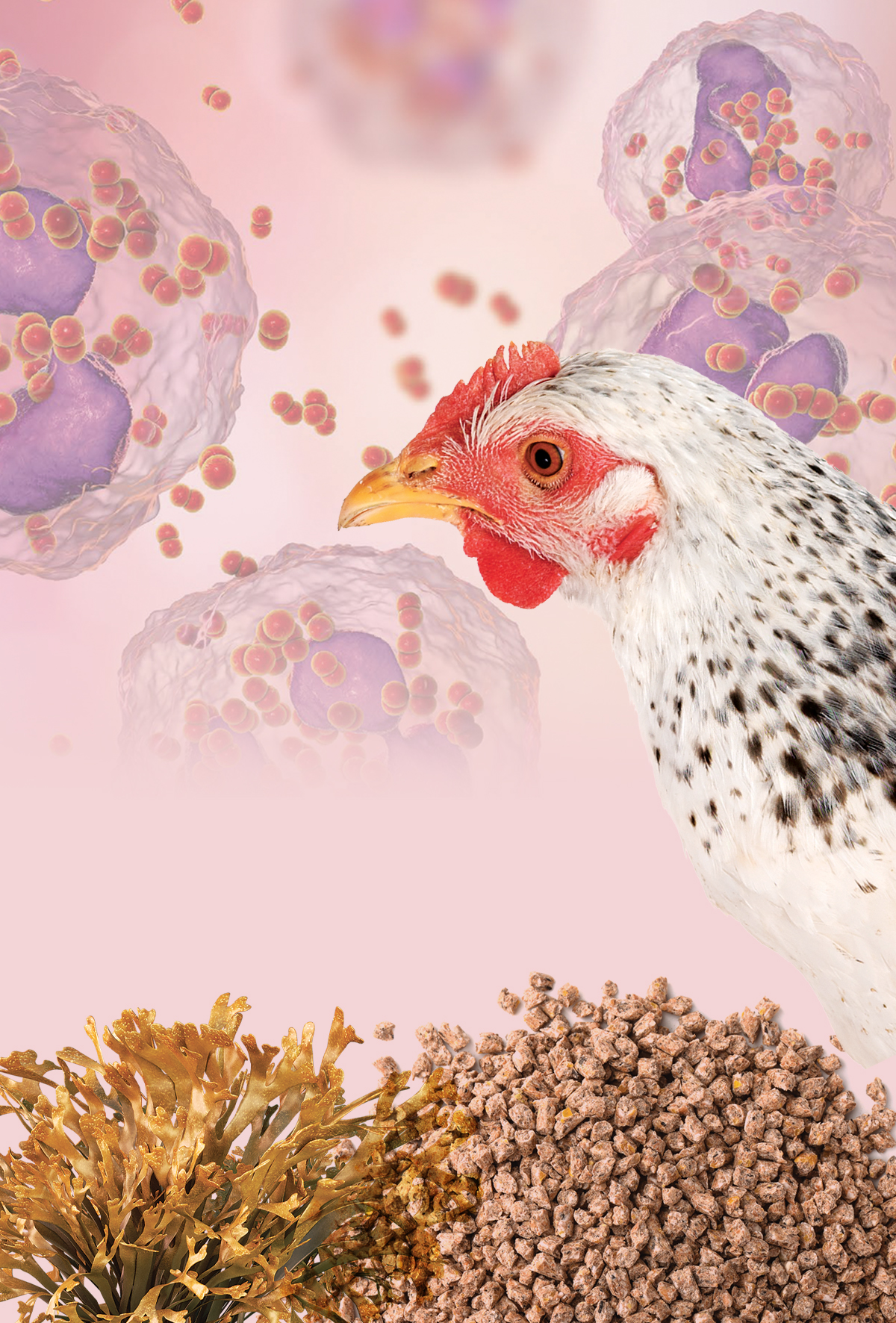 Kahverengi alg polisakkaritleri