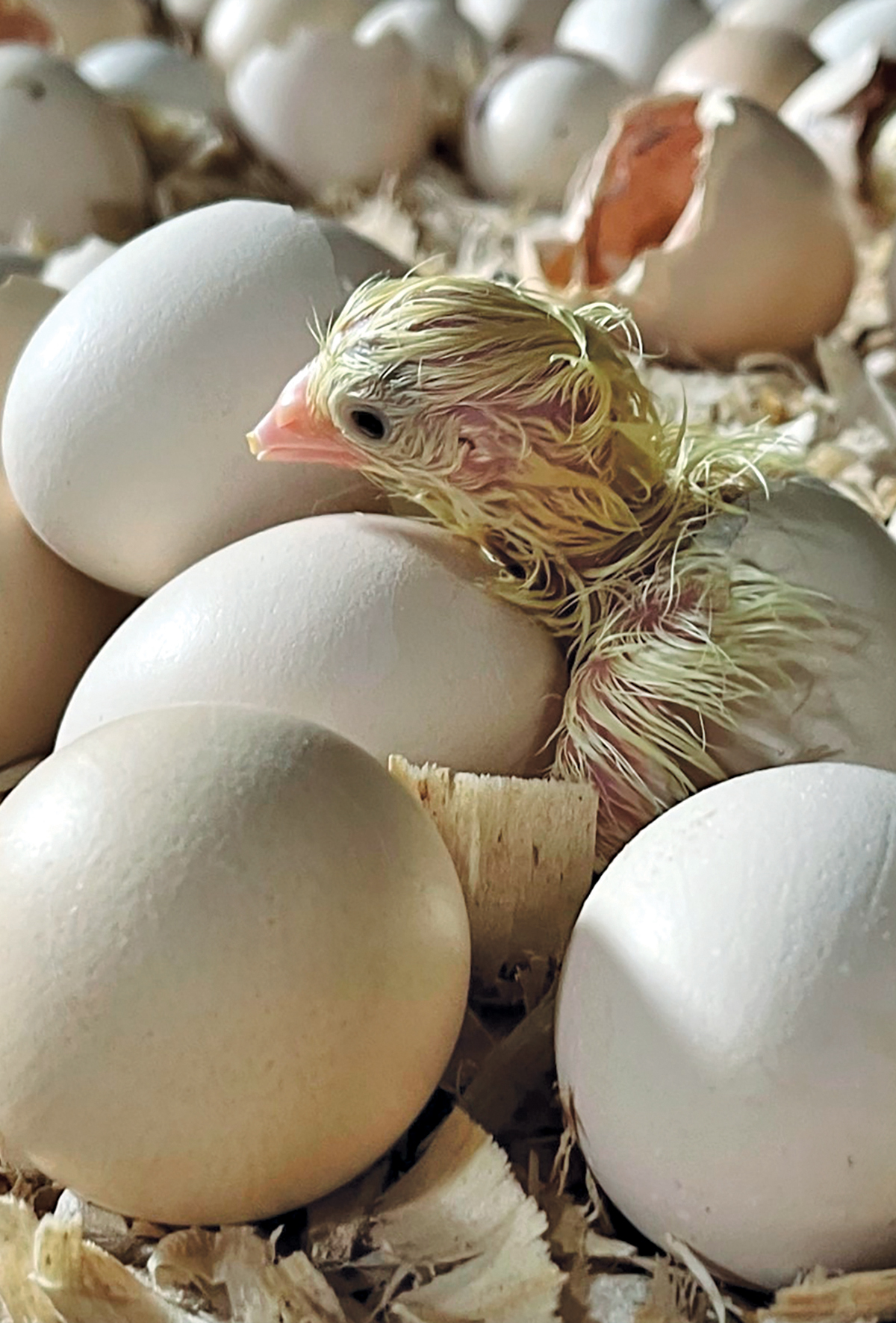 Broiler üretimi 2025 te artış gösterdi