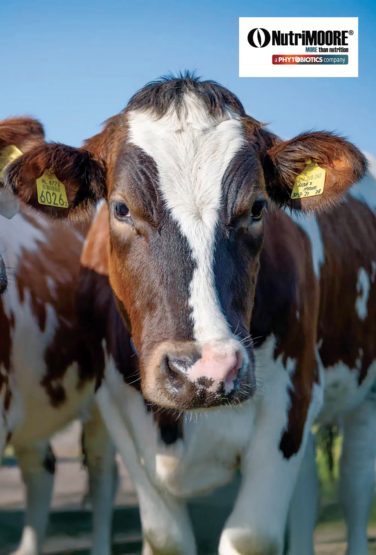 Parazitlerle mücadelede bağırsak sağlığı paradigması