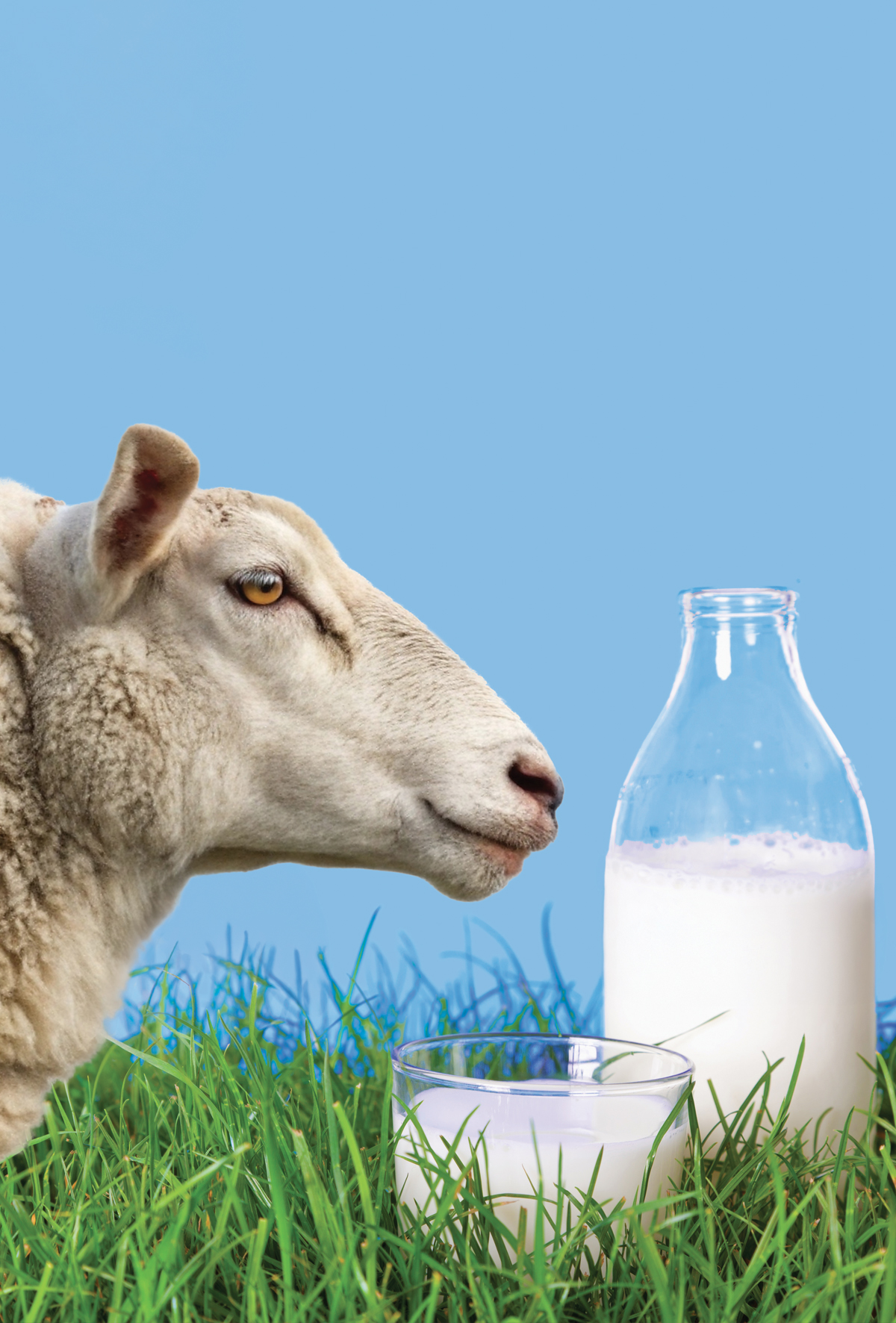 Fermente koyun sütü ve lactobacillus rhamnosus NM-94