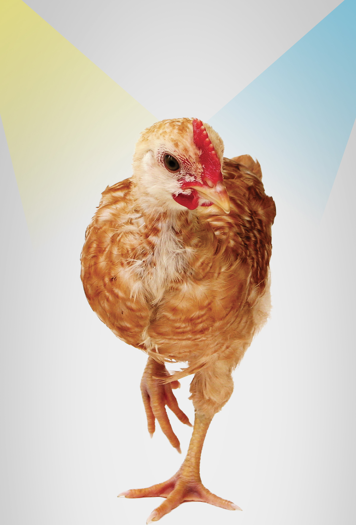 Doğru aydınlatma piliçlerin refahını nasıl etkiler?