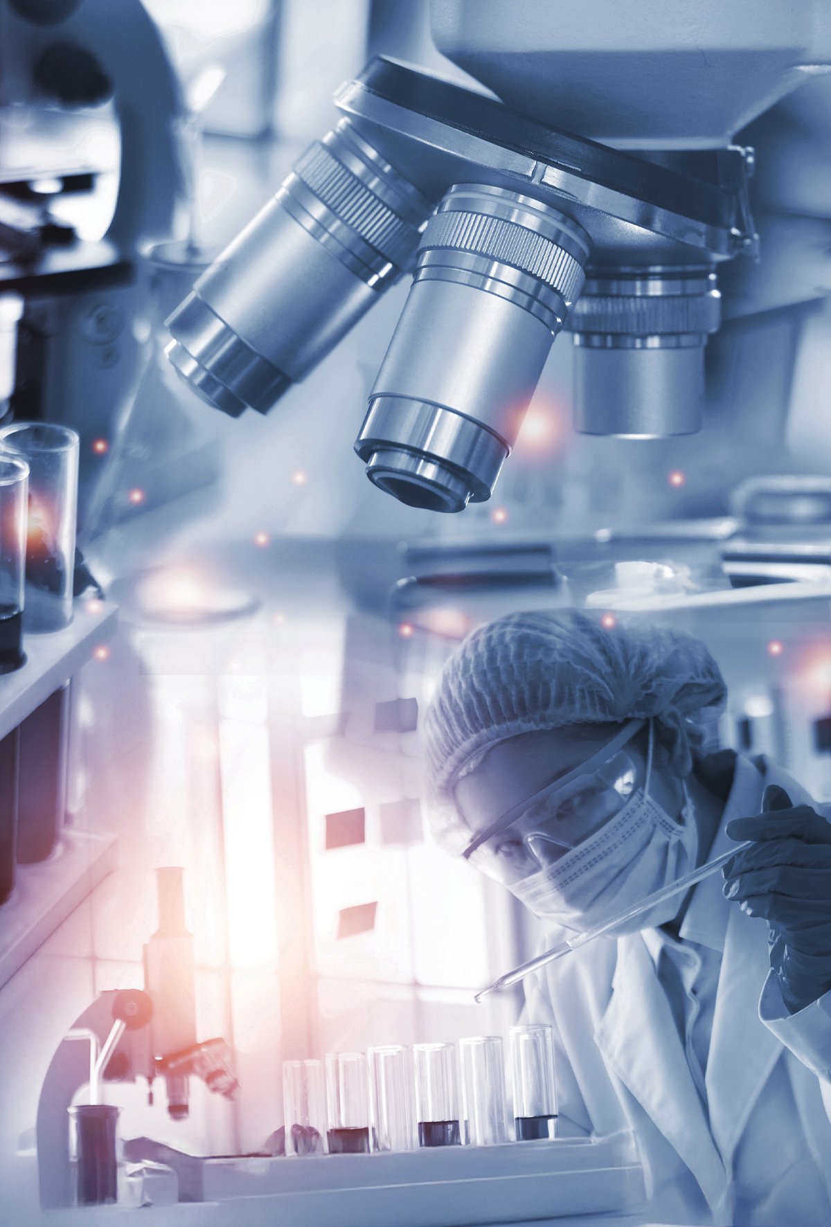 Koyun embriyo teknolojisinde yeni umut: Klorojenik asit