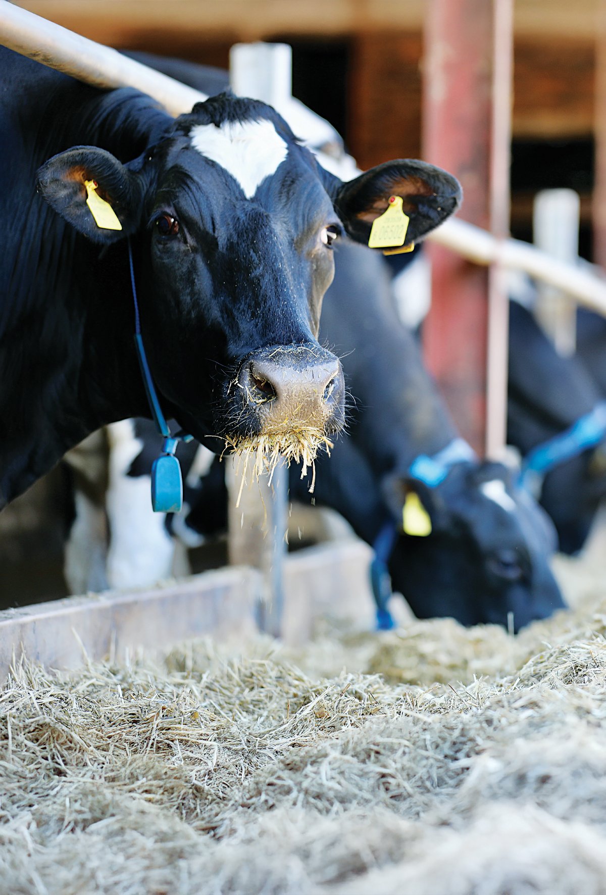 Süt ineklerinde beslenmeye bağlı ortaya çıkan hastalıklar