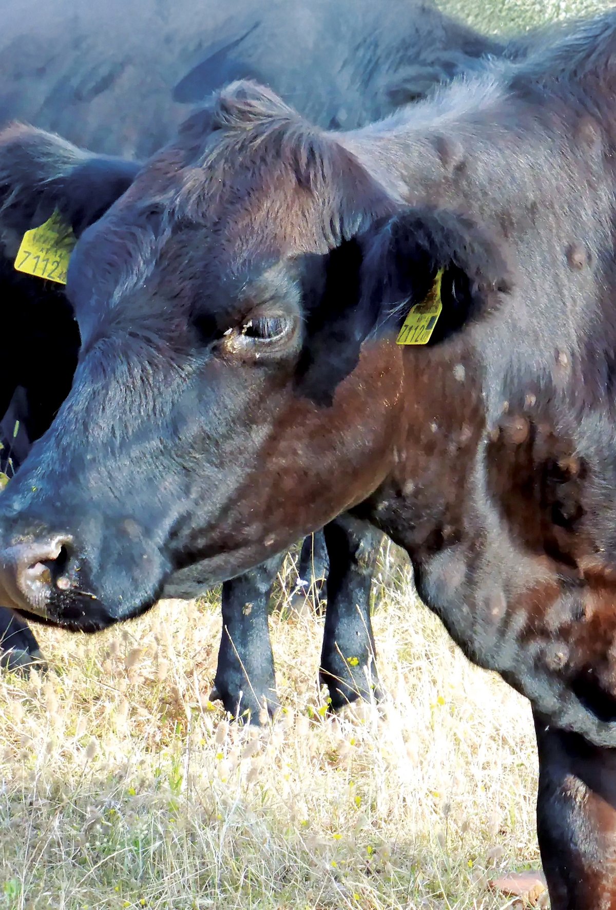 Avrupa’da Lumpy Skin Disease (LSD) yayılıyor