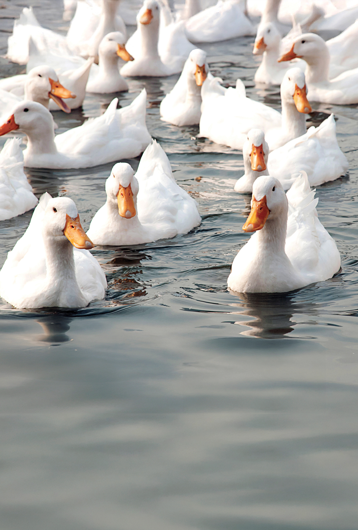 Ticari ördek üretiminde açık su kaynaklarının önemi