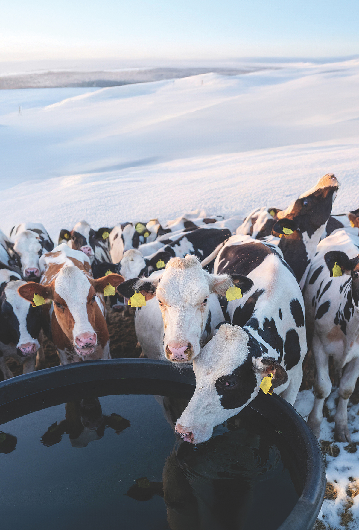 Kışın suyun derecesi, verimin kaderini belirliyor