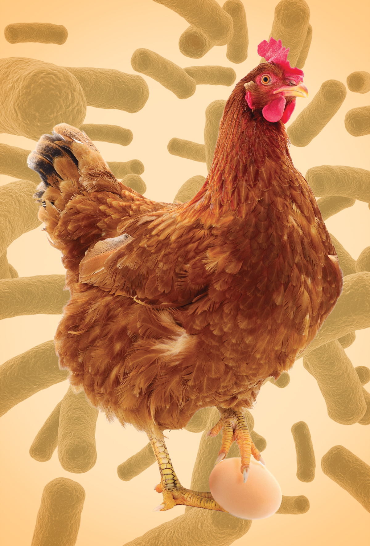 Probiyotiklerle yumurtacı tavukların performansını en üst düzeye çıkarılması 