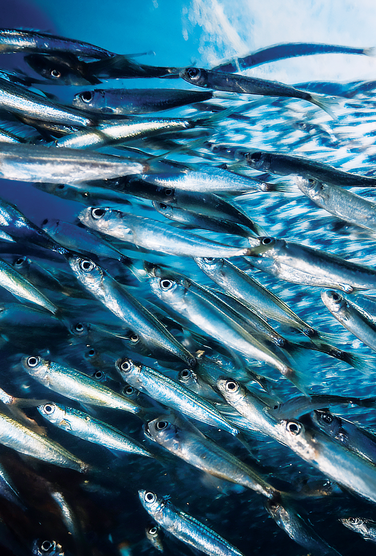 Hamsiler rotasını Gürcistan’a çevirdi