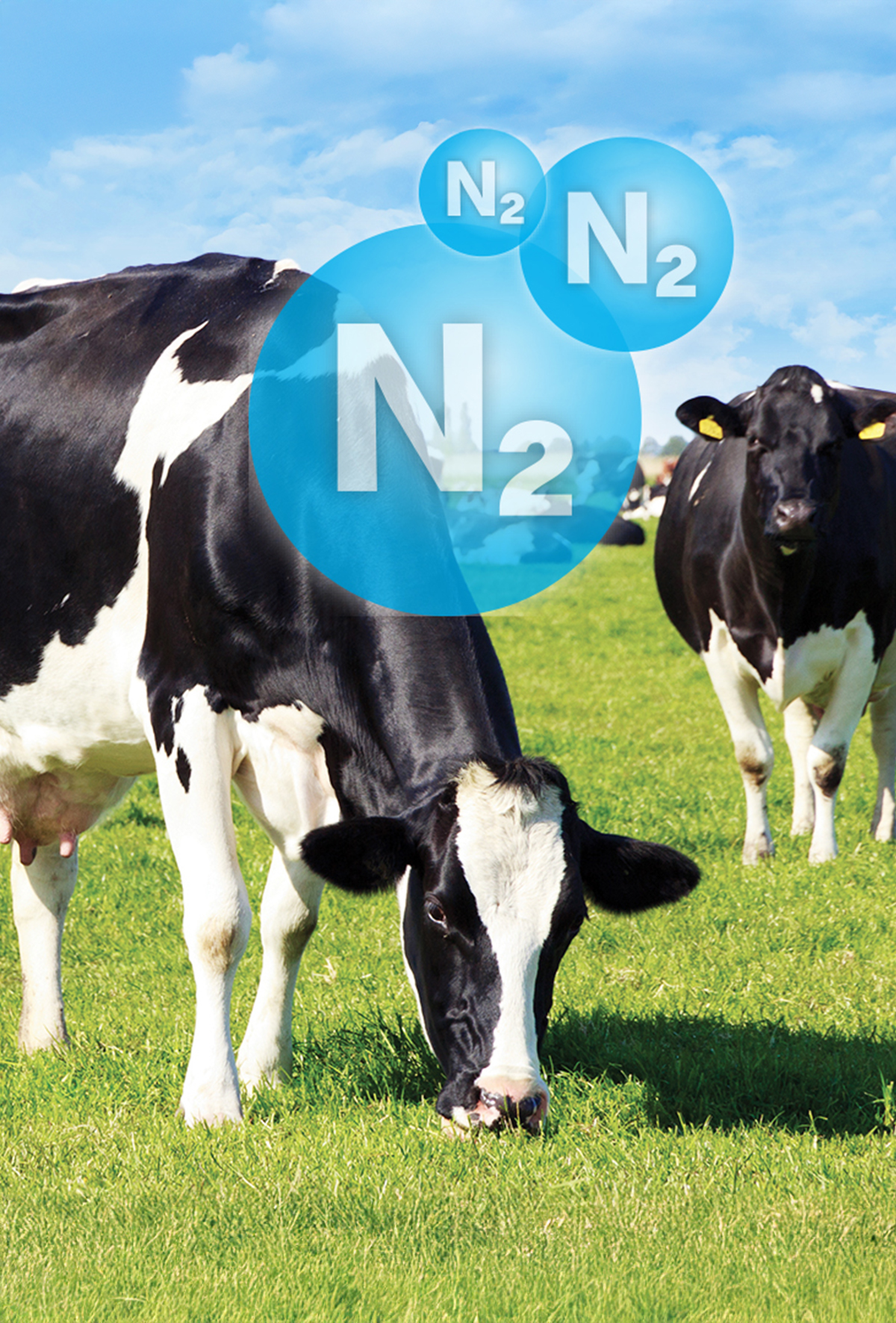 Yeni Zelanda’da ineklerin azot salınımında belirgin düşüş