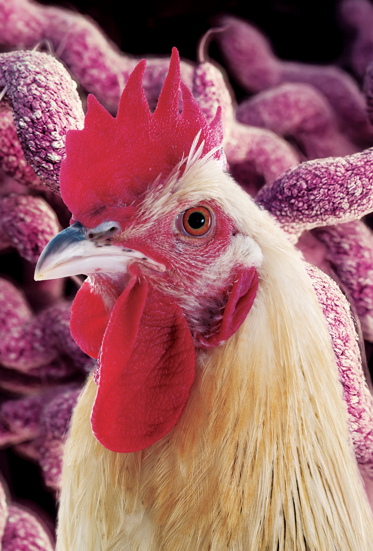 Campylobacter’e karşı bilimsel mücadele