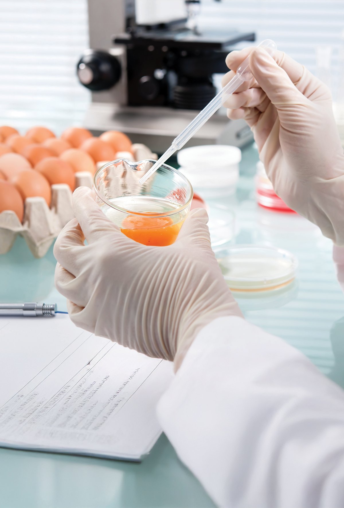 Ovomukoid-Knockout tavuk yumurtaları