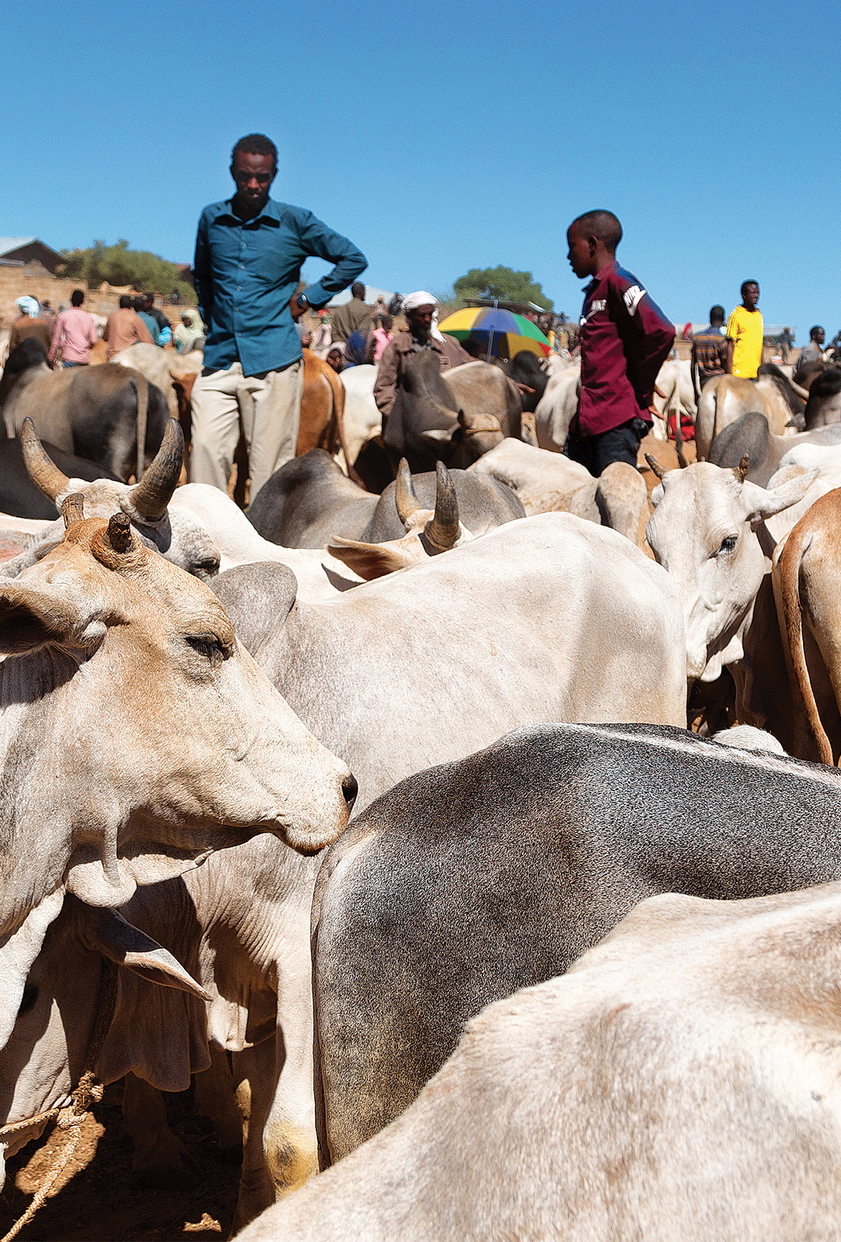 Gana’da uluslararası hayvancılık pazarı açıldı