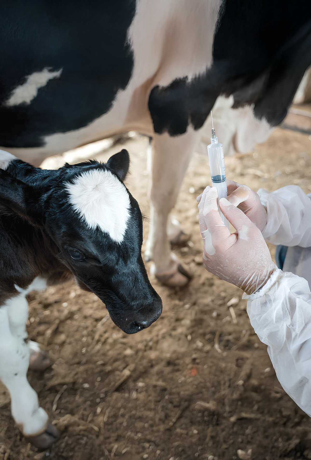 Sığır eti ve süt buzağılarına gereğinden fazla mı aşı yapıyoruz?