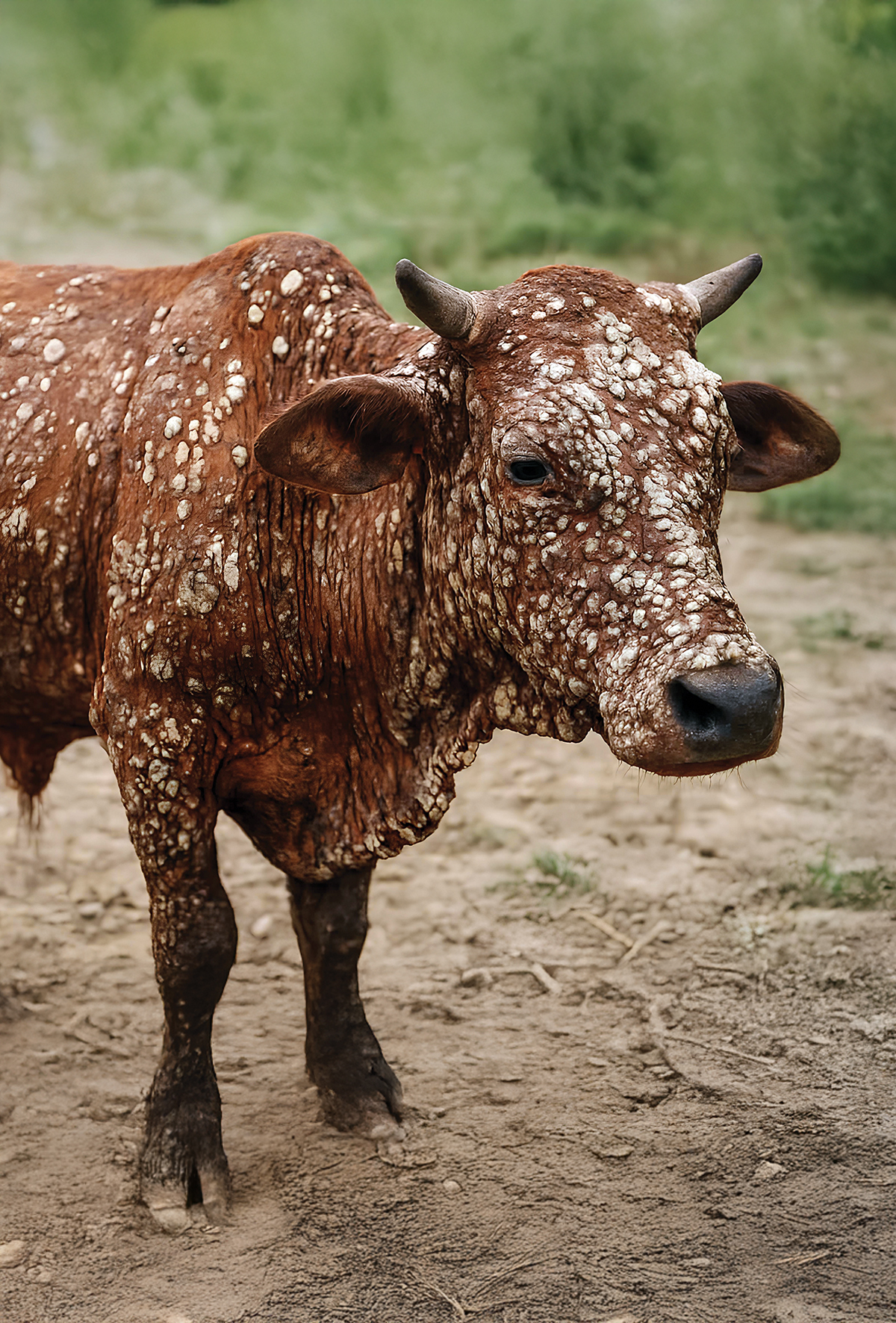 Sığırlarda yeni tehdit: Lumpy Skin Disease