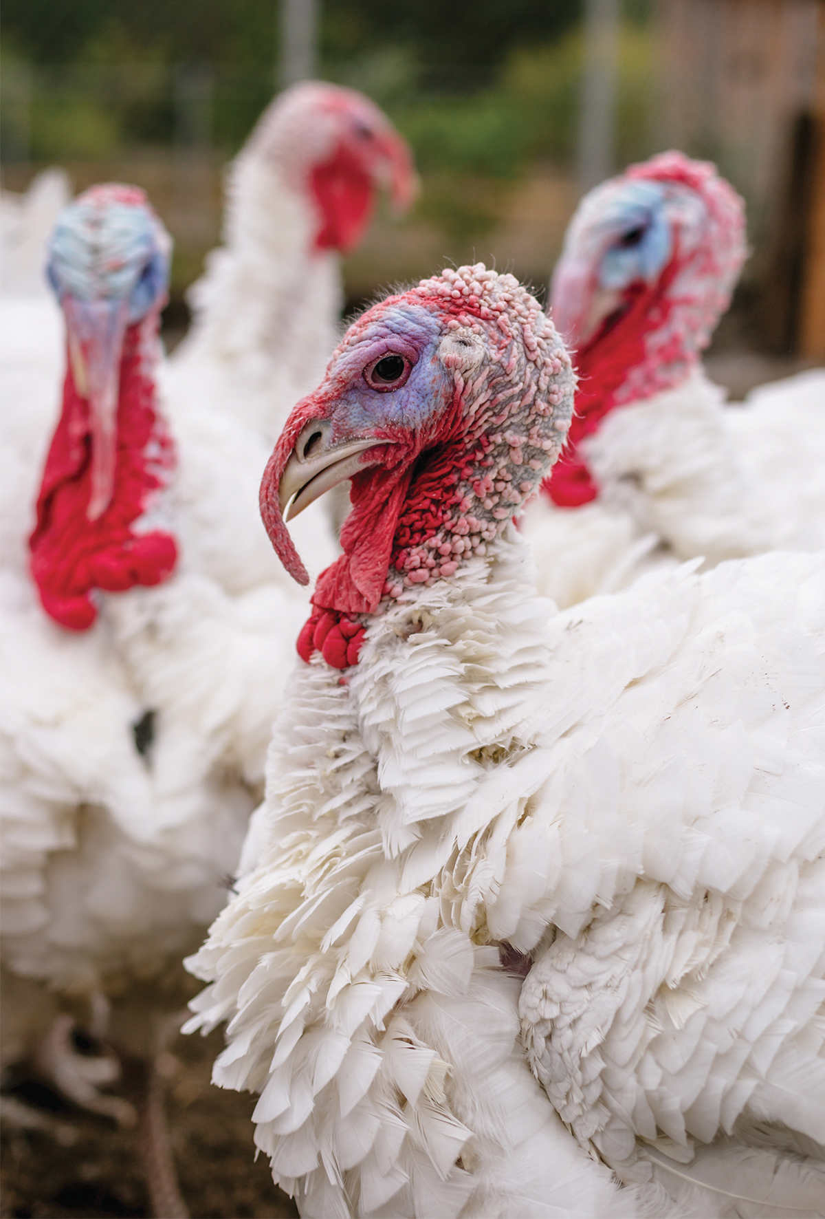 Hindilerde fonksiyonel yağların kullanımı