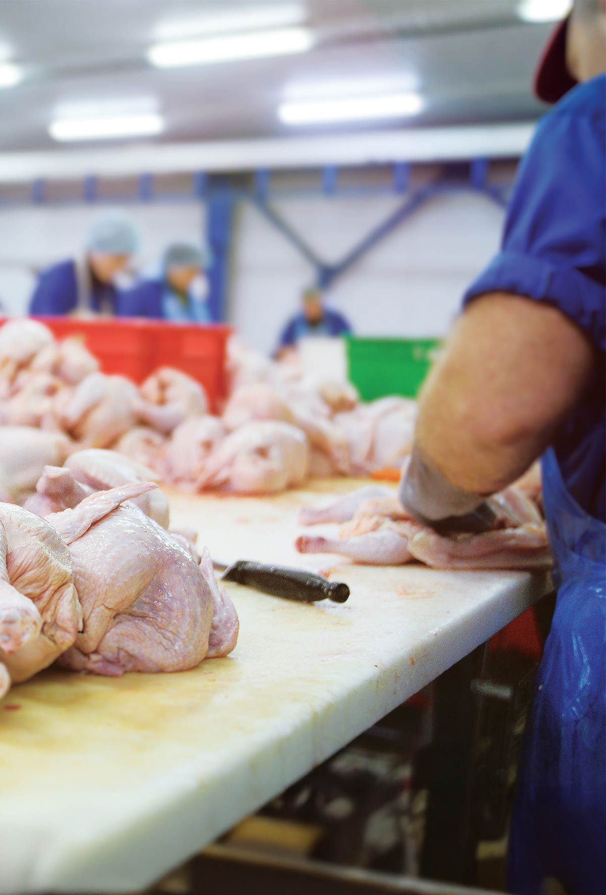 Kanatlı hayvan atıklarının yönetimi