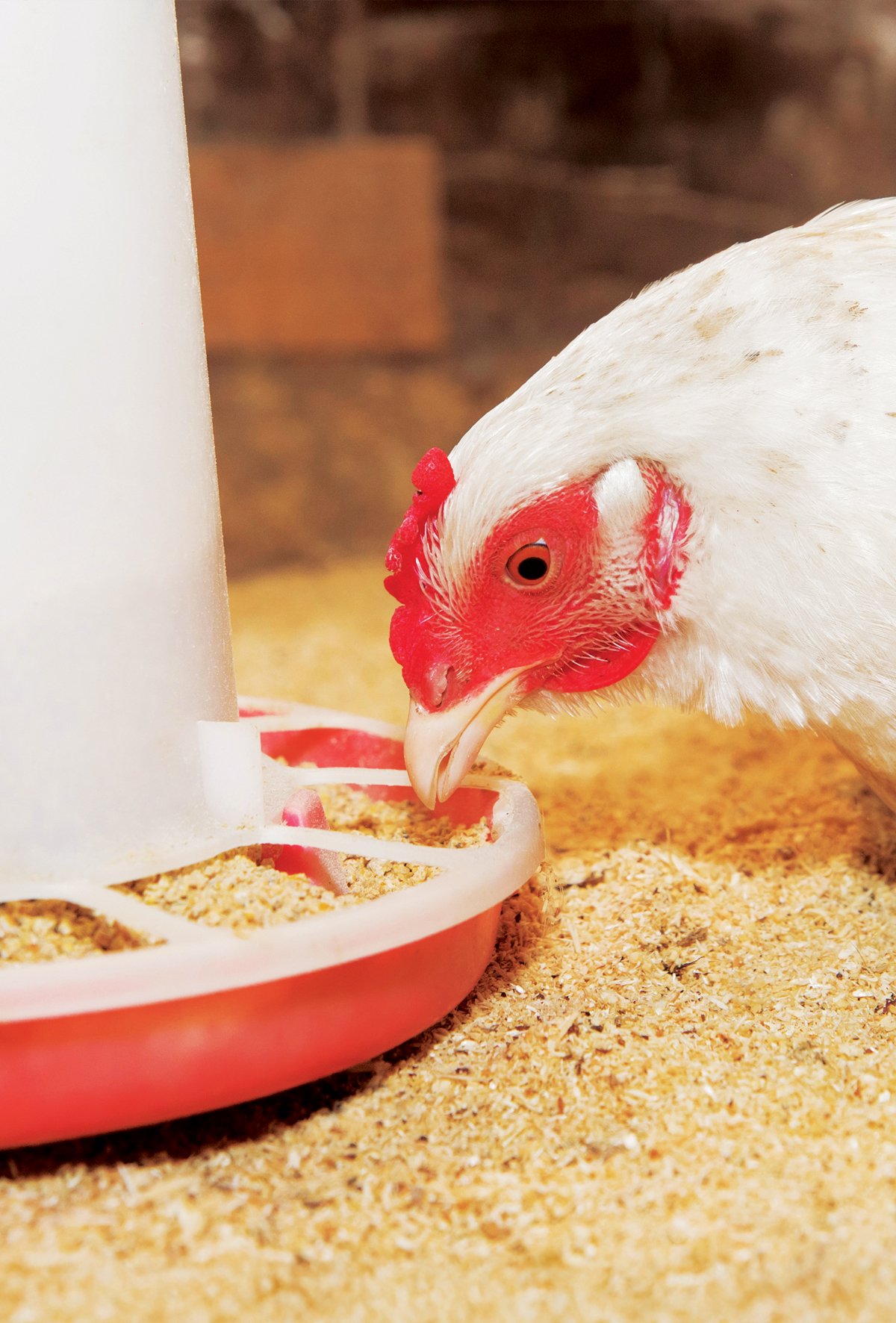 Kanatlı beslemesinde rendering ürünlerin yükselişi ve yararları