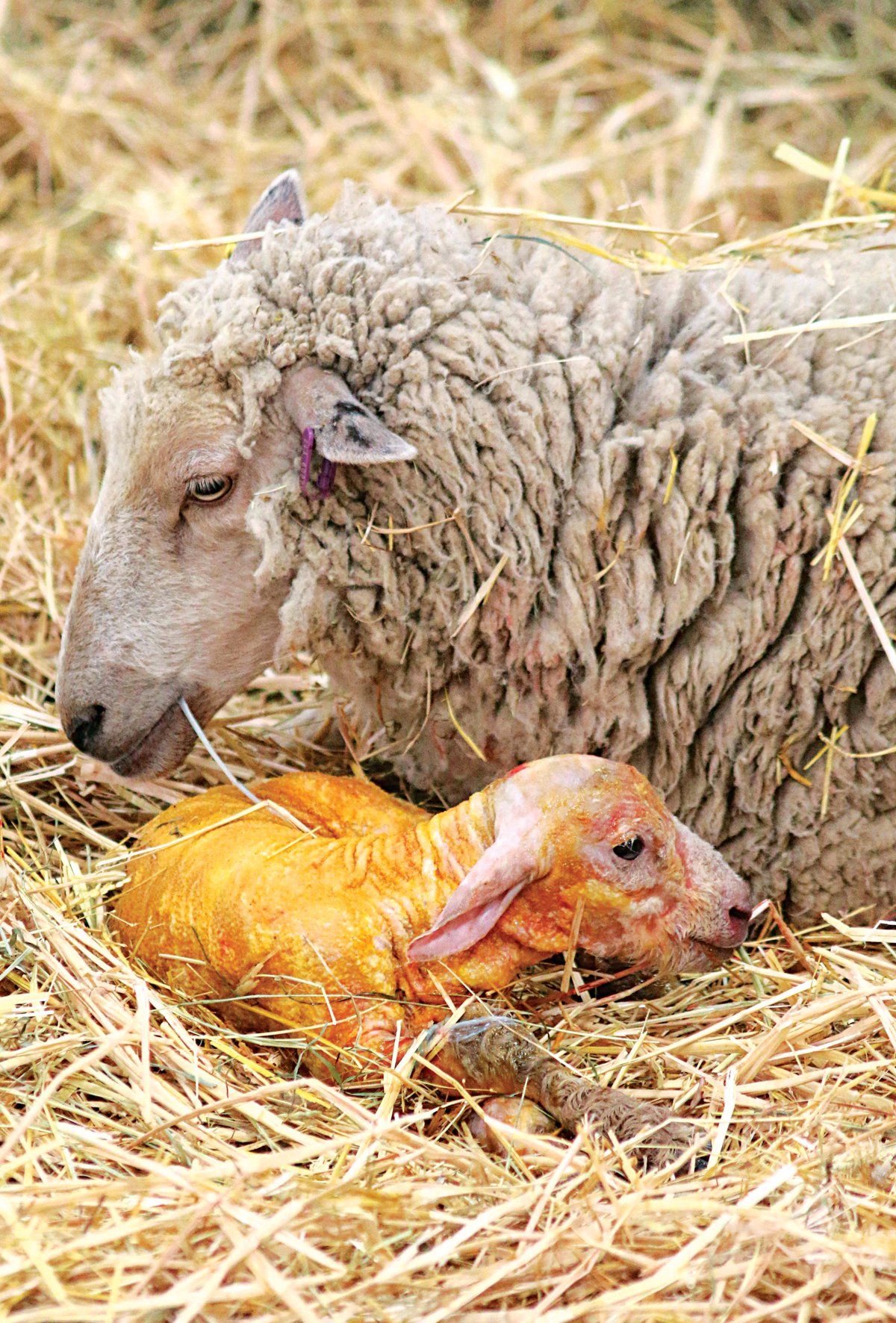 Yeni doğanların zorlu hastalığı; Akabane 