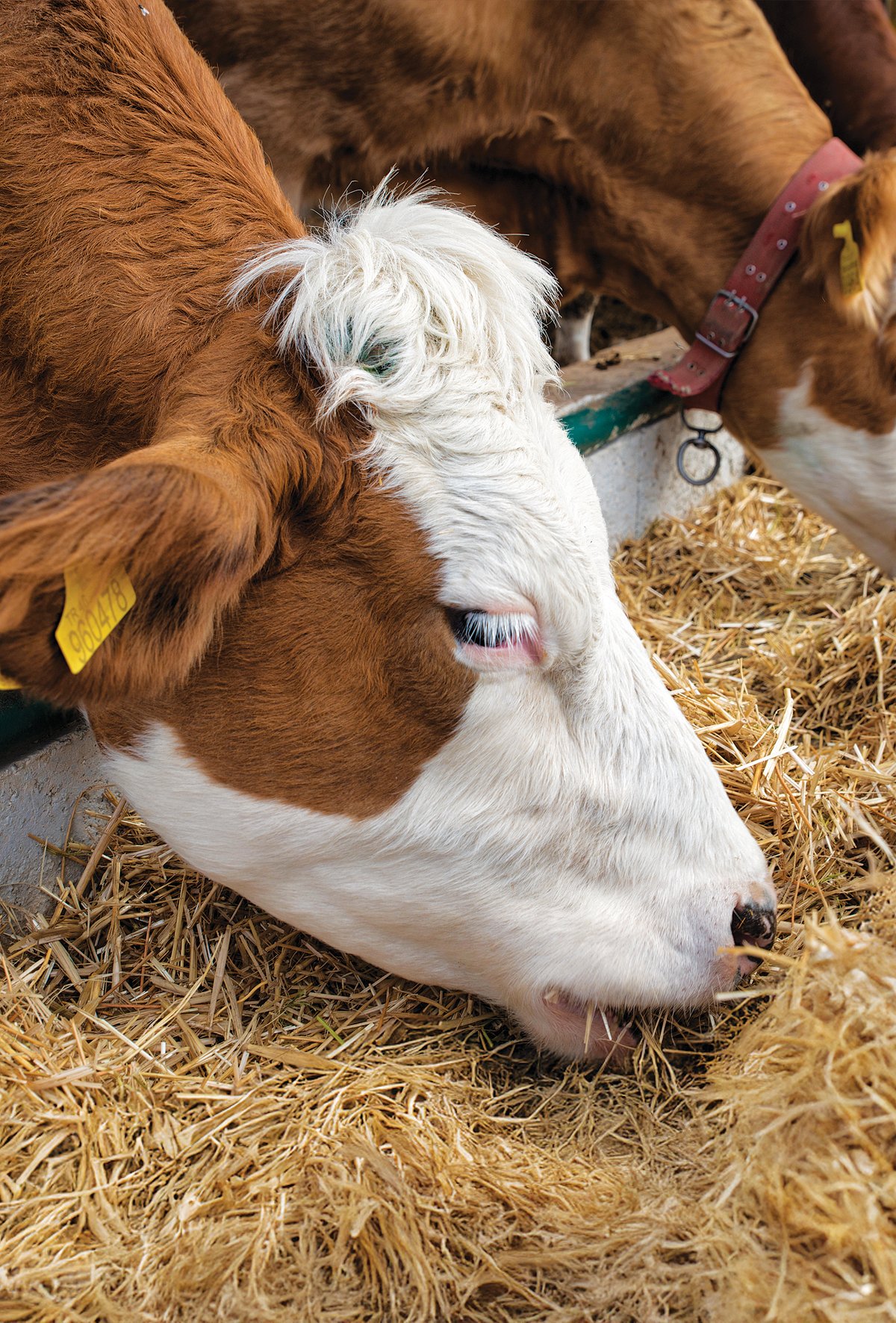 İran hayvancılık sektöründe yem krizi