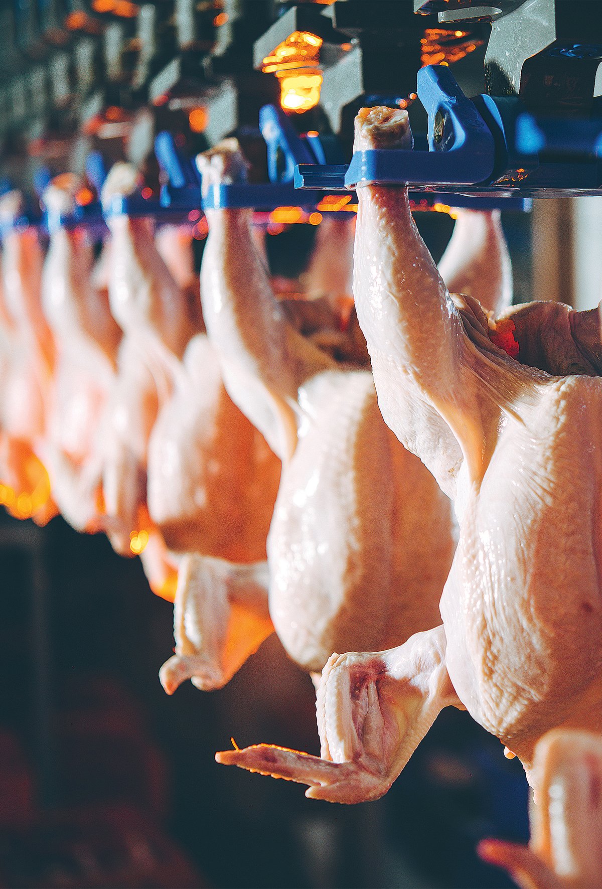 Tavuk etinde artış, yumurta üretiminde gerileme