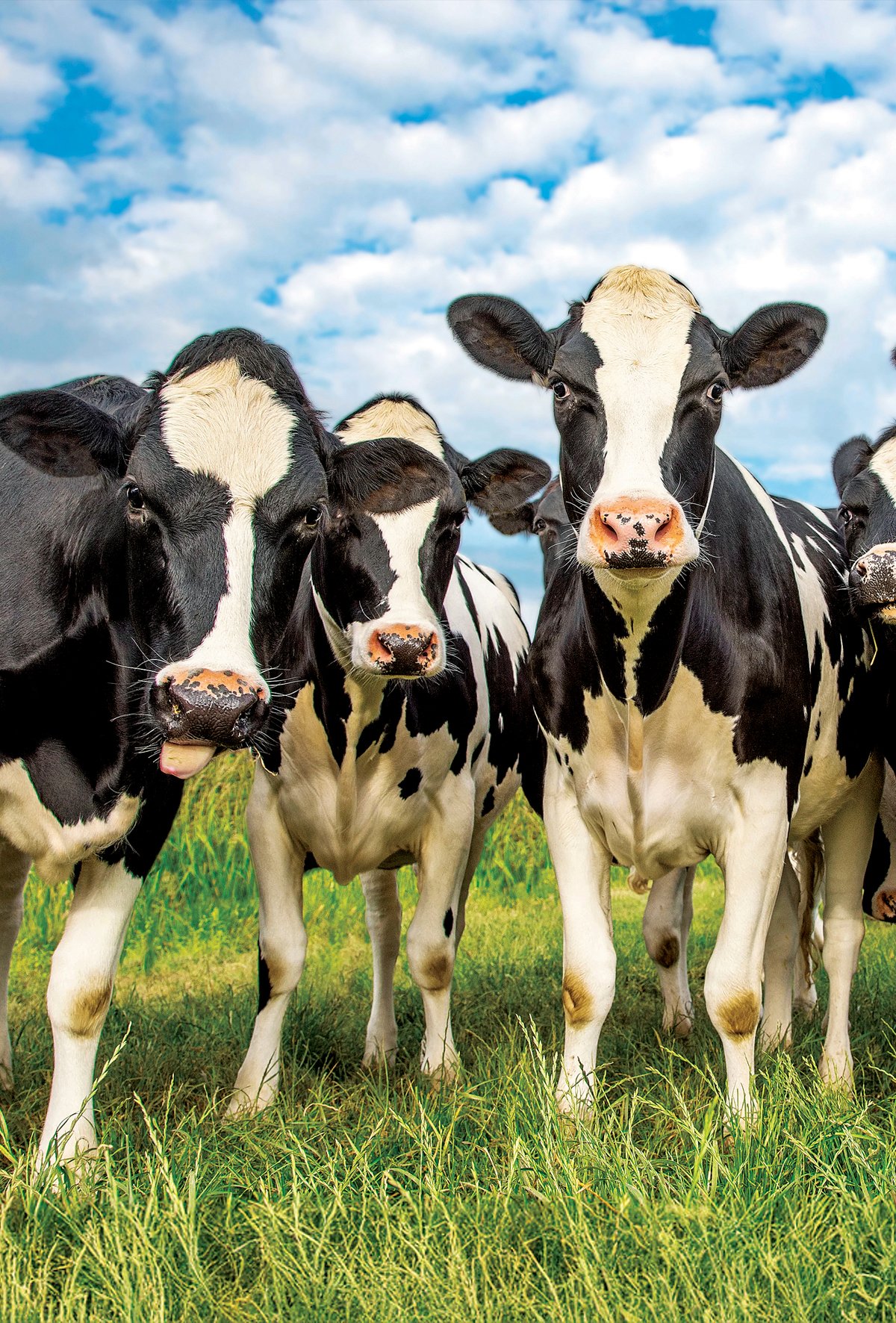 Hayvancılıkta verimlilik desteklerle artırılacak